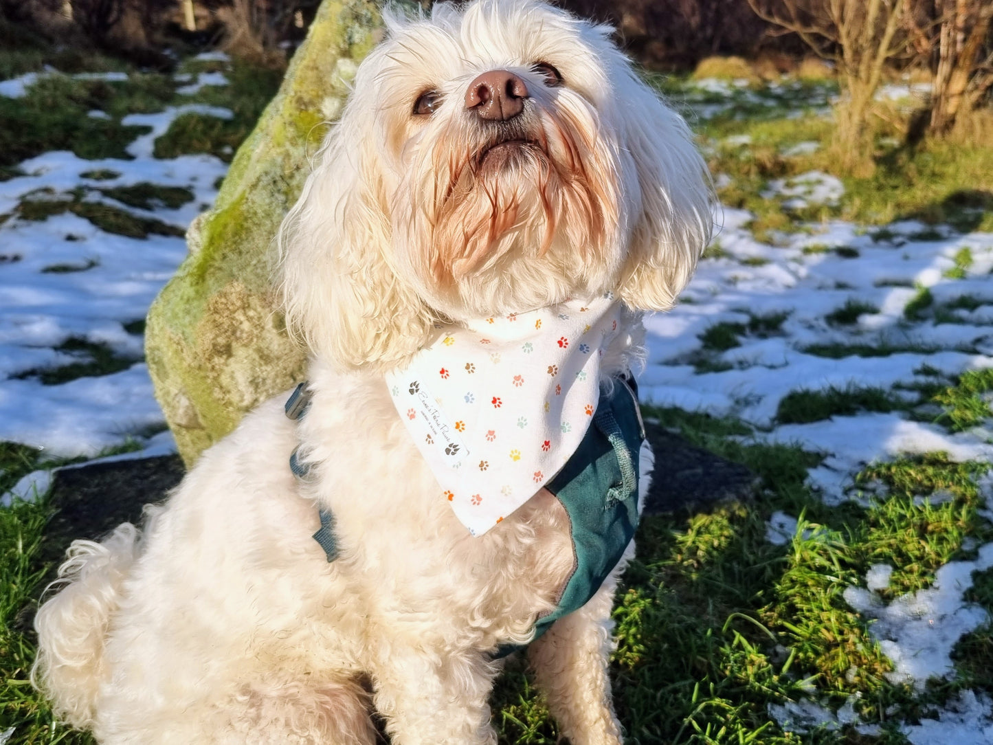 Colourful Paw Print Design Over The Collar Pet Bandana - Tester