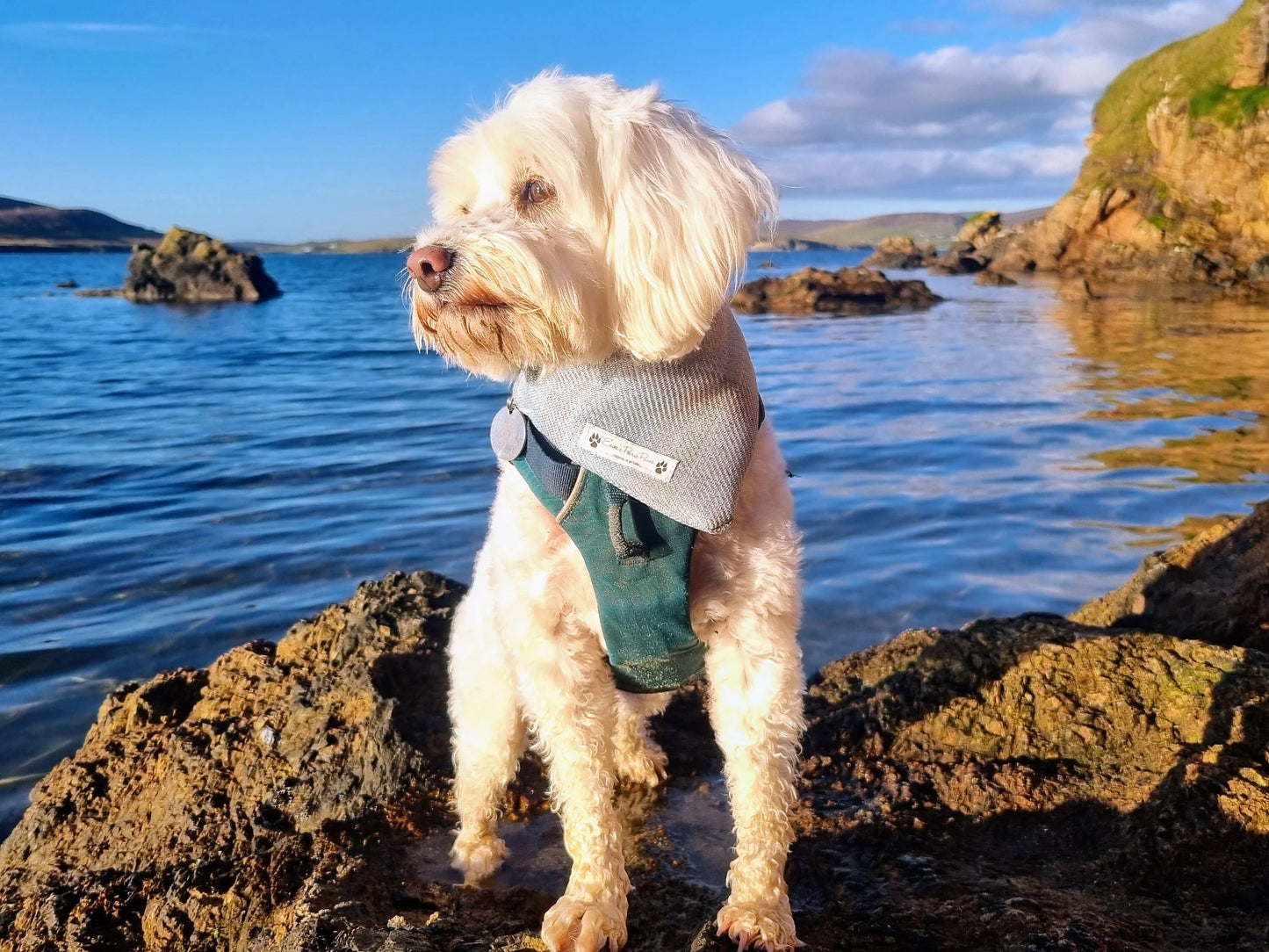 Woven Tartan Design Over The Collar Pet Bandana - Tester