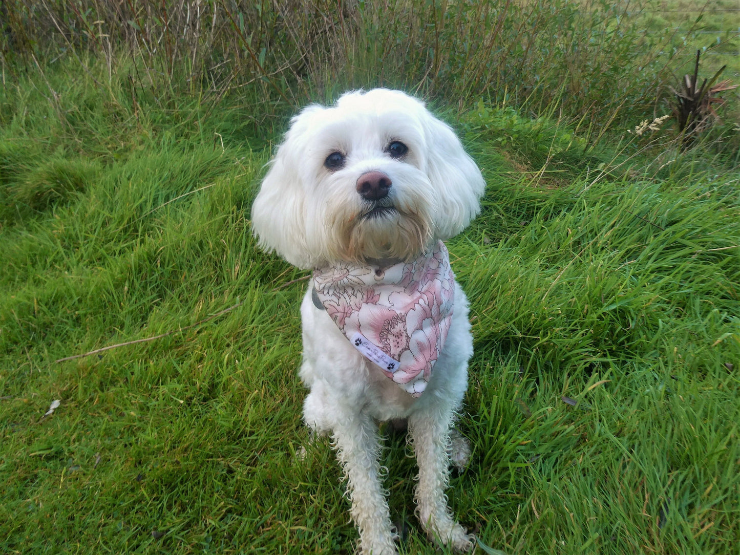 Pink Flower Design Over The Collar Pet Bandana - Tester