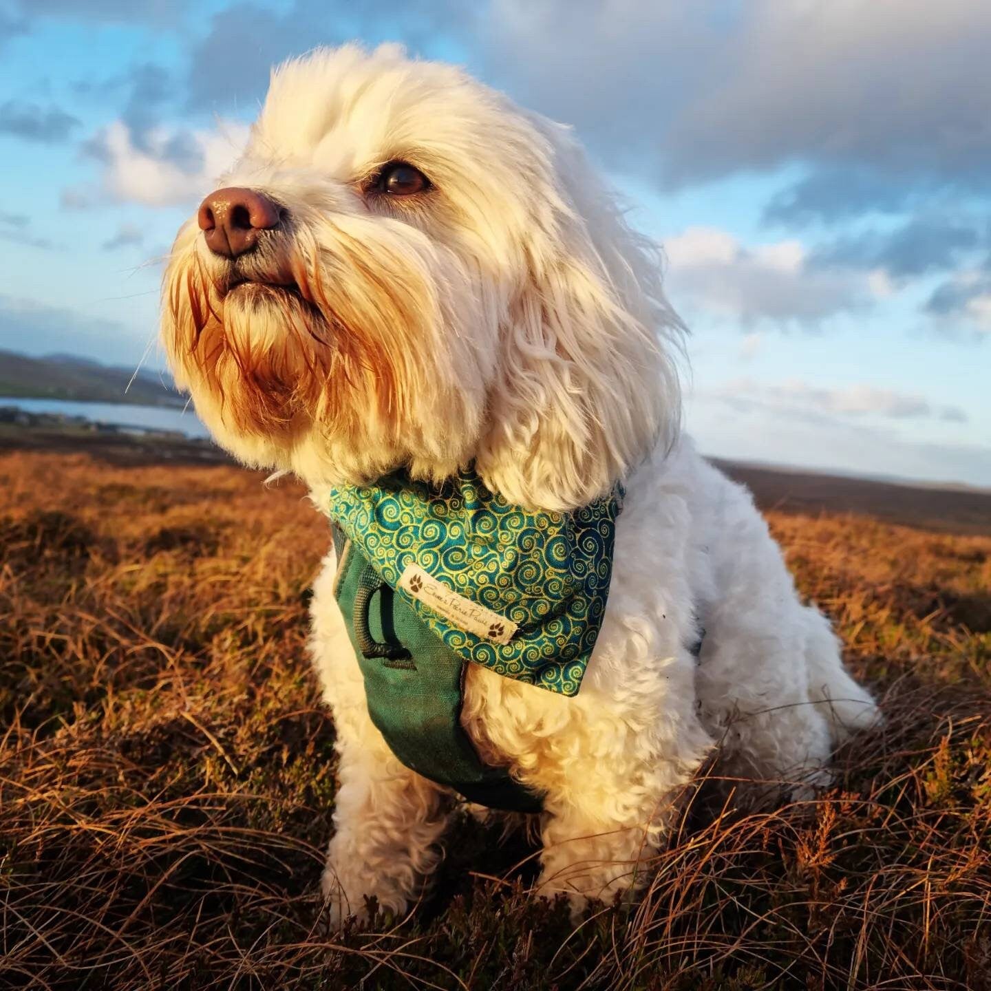 Teal with Golden Swirls Design Over The Collar Pet Bandana