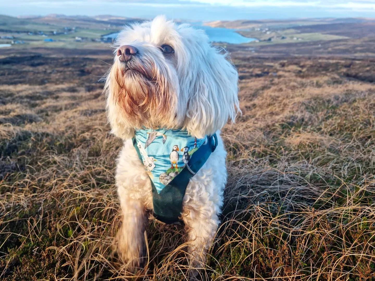 Seabirds Design Over The Collar Pet Bandana