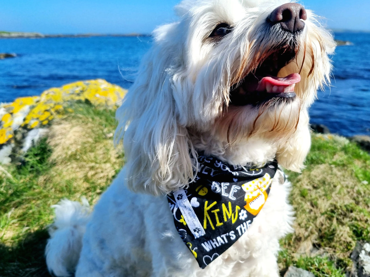Honey Bee Design Over The Collar Pet Bandana