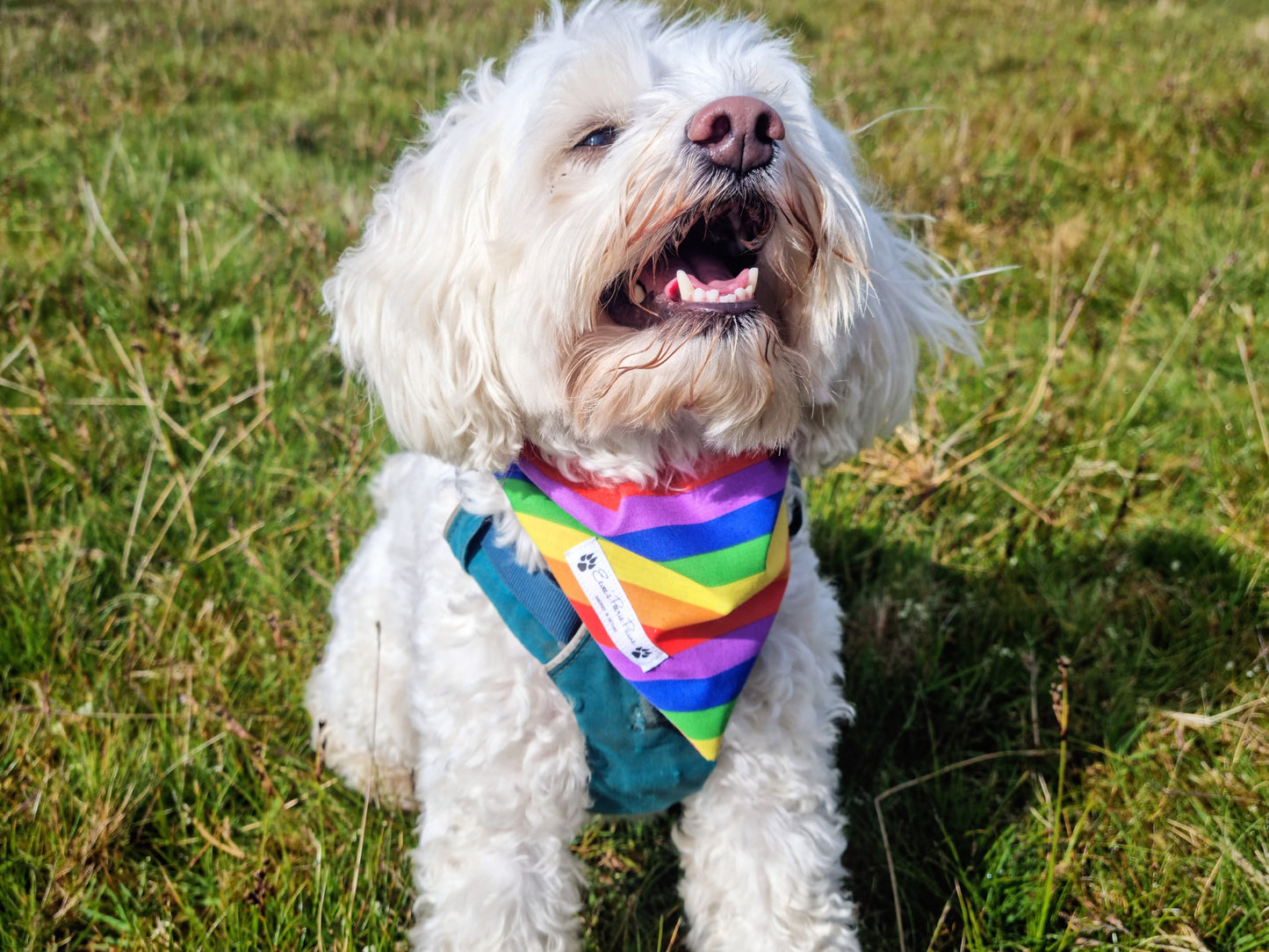 Pride Flag Design Over The Collar Pet Bandana